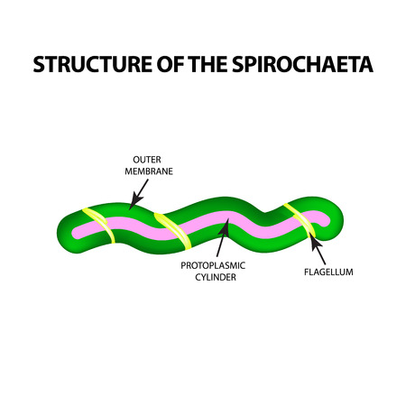 The structure of spirochetes, pale treponema. The causative agent of syphilis. Infographics. Vector illustration on isolated backgroundのイラスト素材
