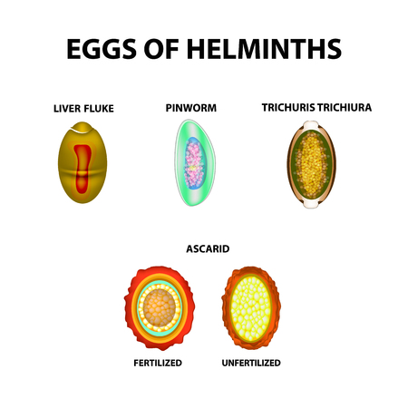 Set helminth eggs.  Worms egg. Hepatic fluke, hepatic trematode, ascaris, pinworm. Infographics. Trichuris trichiura. Vector illustration on isolated backgroundのイラスト素材