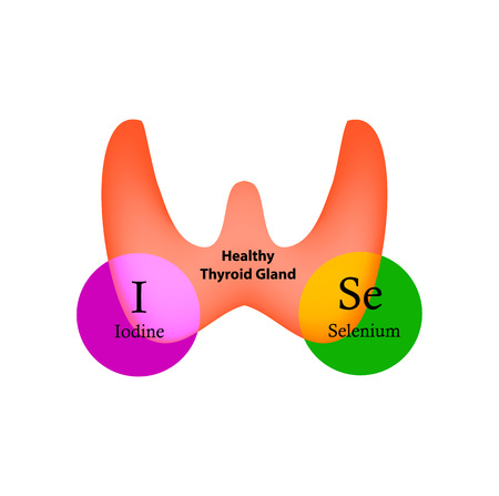 Selenium and Iodine are necessary for the normal functioning of the thyroid gland. Infographics. Vector illustration on isolated backgroundのイラスト素材