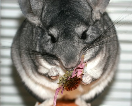 Gray fluffy chinchilla. A rodent eats a flower of echinacea.の写真素材