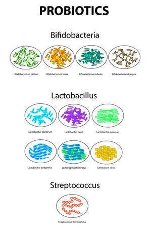 Types of bifidobacteria. Bifidumbacterium. Types of lactobacilli. Lactobacillus. Probiotics. Good intestinal microflora. Streptococcus thermophilus. Set. Infographics. Vector illustration on isolated backgroundのイラスト素材