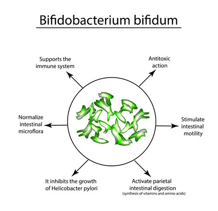Useful properties of bifidobacteria. Bifidobacterium bifidum. Probiotic, lactobacillus, bifidobacterium, probiotic, prebiotic. Infographics. Vector illustration on isolated background.
