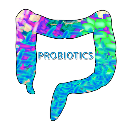 Good bacteria flora in the colon. Probiotic, prebiotic, synbiotic, lactobacillus, bifidobacterium. Infographics. Vector illustration on isolated backgroundのイラスト素材