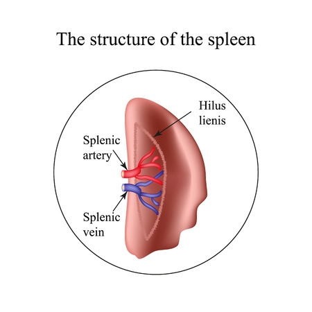 The structure of the spleen. Infographics. Vector illustrationのイラスト素材