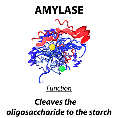 Molecular structural chemical formula of amylase. The functions of the enzyme amylase digestive tract. Breaks down starch to oligosaccharides. Infographics. Vector illustration on isolated background.のイラスト素材