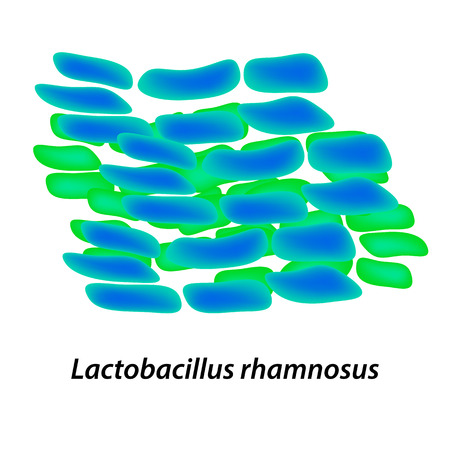 lactobacillus. Probiotic. Lactobacillus rhamnosus. Infographics Vector illustration on isolated backgroundのイラスト素材