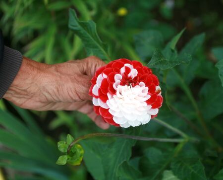 Beautiful red chrysanthemum with white spots. Flower.の写真素材