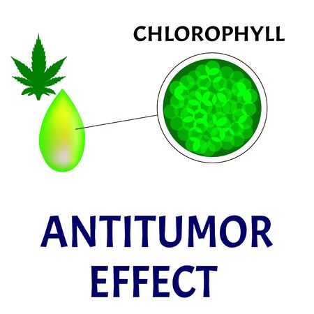 Antitumor effect of marijuana chlorophyll. Oncology treatment with hemp oil. Marijuana in medicine. Cannabis Oil Cancer Treatment. Infographics. Cannabis Vector illustration on isolated background.のイラスト素材