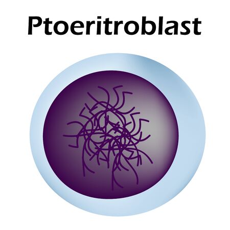 The structure of the erythrocyte. Erythrocyte blood cell. The structure of the red blood cell. Reticulocyte. Infographics. Vector illustration on isolated background.のイラスト素材