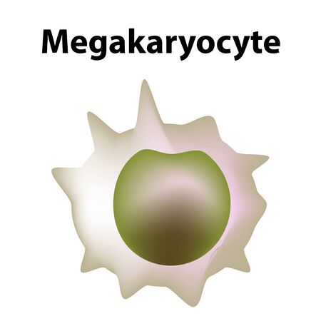 The structure of platelets. Platelets are a blood cell. myeloid, stem, cell, megakaryocyte, megakaryoblast. Infographics. Vector illustration on isolated background.のイラスト素材