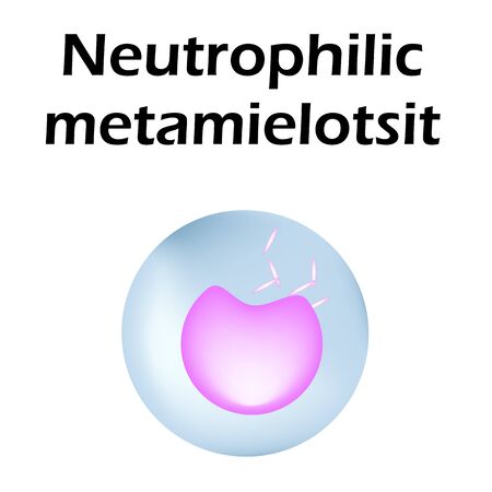 Neutrophils structure. Blood cell neutrophils. Metamyelocytes. White blood cells. leukocytes. Infographics. Vector illustration on isolated background.のイラスト素材
