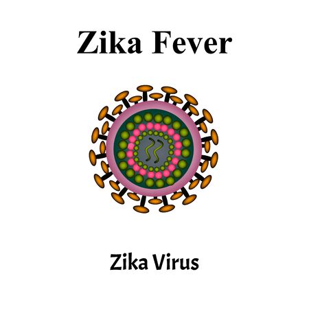 Zika virus structure. Zika virus infection. Sexually transmitted diseases. Infographics. Vector illustration on isolated background.のイラスト素材