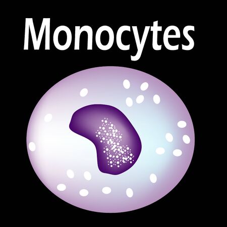 The structure of the monocyte. Monocytes blood cell. White blood cell immunity. Leukocyte. Infographics. Vector illustration on isolated background.のイラスト素材