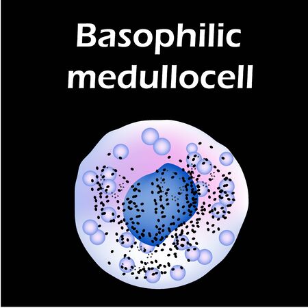 Basophils structure. Basophils blood cells. White blood cells. leukocytes. Infographics. Vector illustration on isolated background.のイラスト素材
