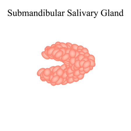 Submandibular salivary gland. The structure of the submandibular salivary gland. Vector illustration on isolated backgroundのイラスト素材