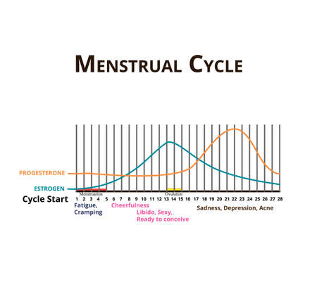 Menstrual cycle. Menstruation, ovulation. Hormones Estrogen and Progesterone. Menstrual cycle diagram. Vector illustration on isolated backgroundのイラスト素材
