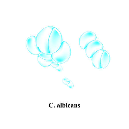 C. albicans candida. Pathogenic yeast-like fungi of the Candida type morphological structure. Vector illustration on isolated backgroundのイラスト素材