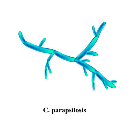 C. parapsilosis candida. Pathogenic yeast-like fungi of the Candida type morphological structure. Vector illustration on isolated backgroundのイラスト素材