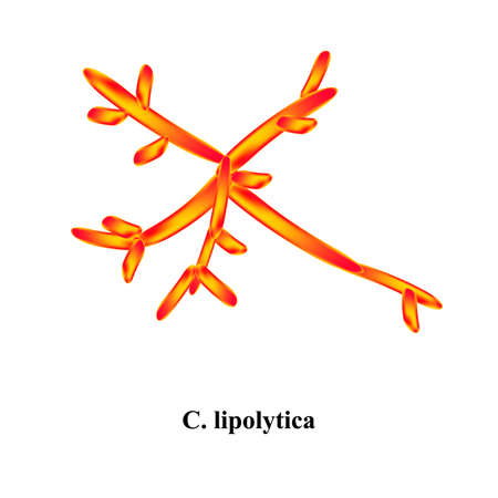 C. lipolytica candida. Pathogenic yeast-like fungi of the Candida type morphological structure. Vector illustrationのイラスト素材