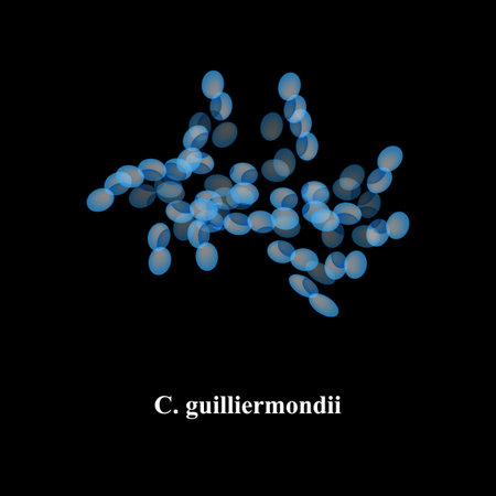 C. guilliermondii candida. Pathogenic yeast-like fungi of the Candida type morphological structure....