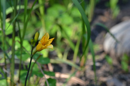 Little flowerの写真素材