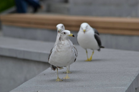 Seagullsの写真素材