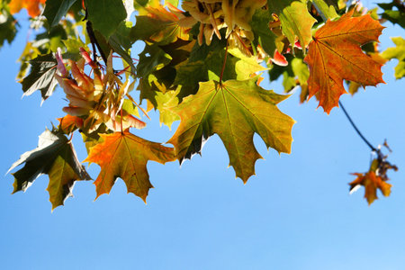 autumn leaves. Blue sky at background.