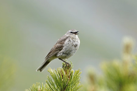 Water pipit (Anthus spinoletta)