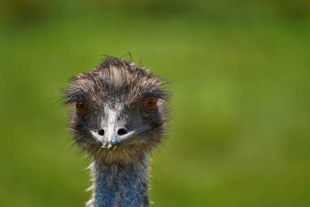 Emu ostrich. Head with green background.の写真素材