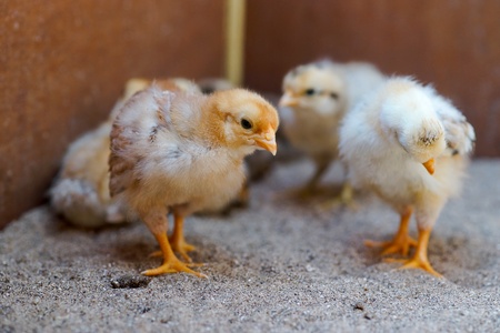 Yellow newborn chicken in the hatchery. On the sand.の写真素材