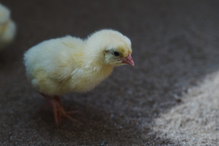Yellow newborn chicken in the hatchery. On the sand.の写真素材