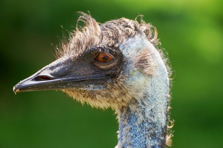 Emu ostrich. Head with green background.の写真素材