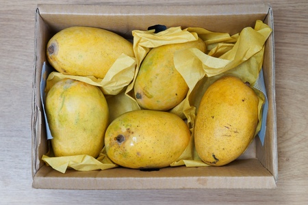 Five yellow ripe mangoesの写真素材