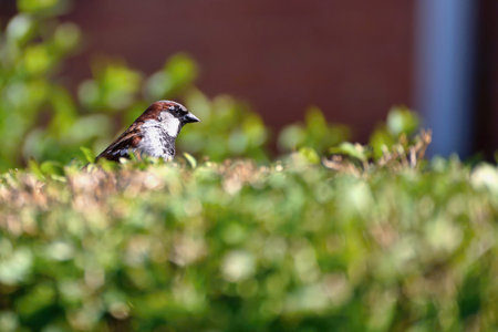 House sparrow sitting on the green bush. Red background.の写真素材