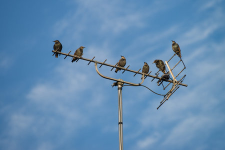 Starlings sitting on the tv antenna. Blue cloudy sky at background.