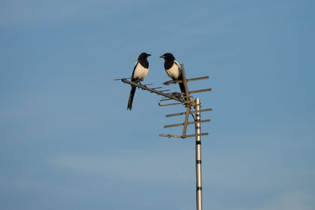 Two black and white magpies sitting on the antenna. Blue sky at background.の写真素材