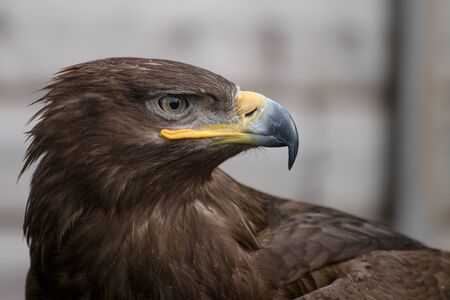 A majestic golden eagle in England. Grey background.の写真素材