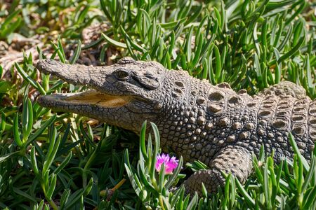 Amazing Wild Nile Crocodile in South Africaの写真素材