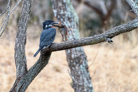 South African Giant kingfisher sitting on the branch with fish in the beak.