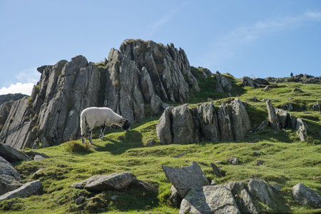 Sheep on the green grass. In the Lake district mountains.