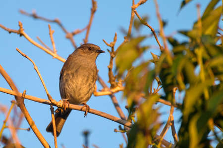 Dunnock on the tree. Perched on a branch in the British countryside, Great Britain, UKの写真素材