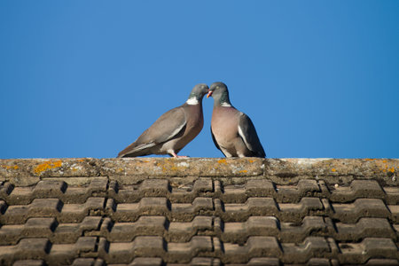 Two pigeons birds in love privately kissing happy on the roof of the house on a romantic moment.