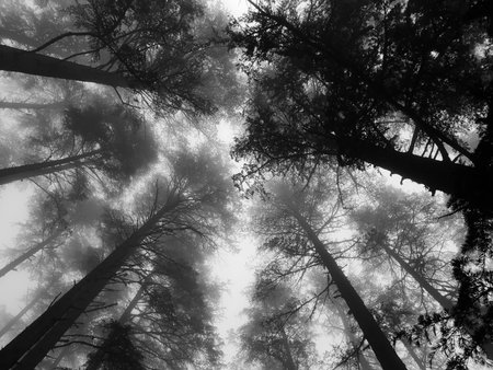mist around the forest