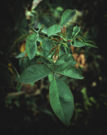 Green leaf of rose plant in dark theme. looks highly desaturated