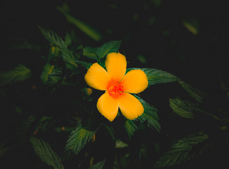 indian flower in matte black background with beautiful yellow contras