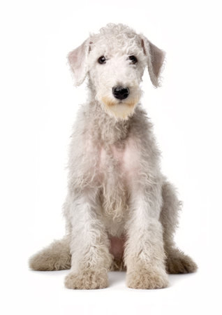 Studio shot of a Bedlington Terrier sitting on white background.の素材