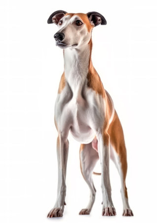 Greyhound isolated on a white background. Front view.の素材