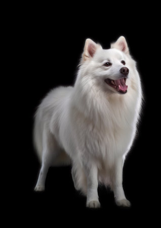 White Samoyed Dog Standing on Isolated Black Background, front viewの素材