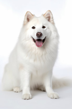 Beautiful Samoyed dog on white background, isolated on whiteの素材