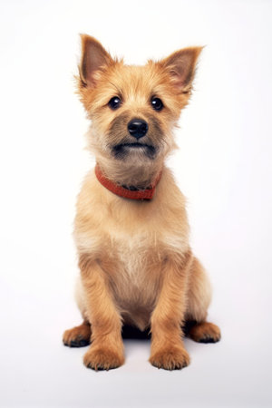 Cute little Norwich Terrier isolated on white background. Studio shot of a purebred dog.の素材